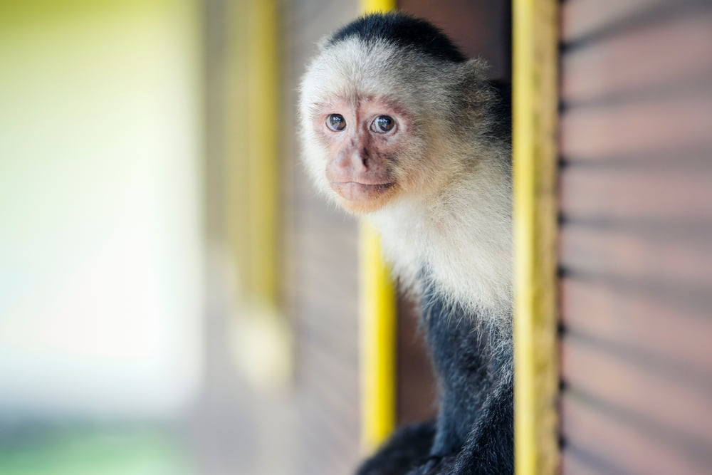 Primate vet near store me